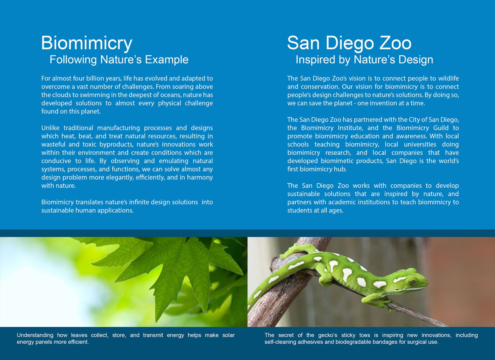 Biomimicry Brochure (Inside Pages)