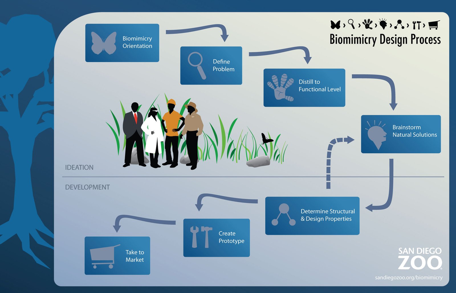Biomimicry Design Process Poster
