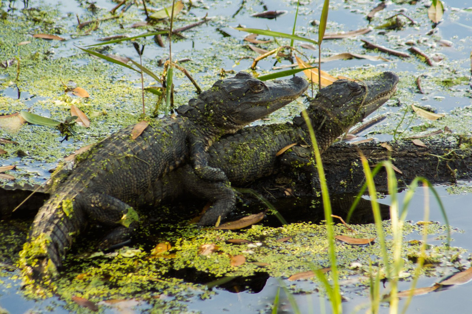 Two baby Alligators - Southwest Florida, USA