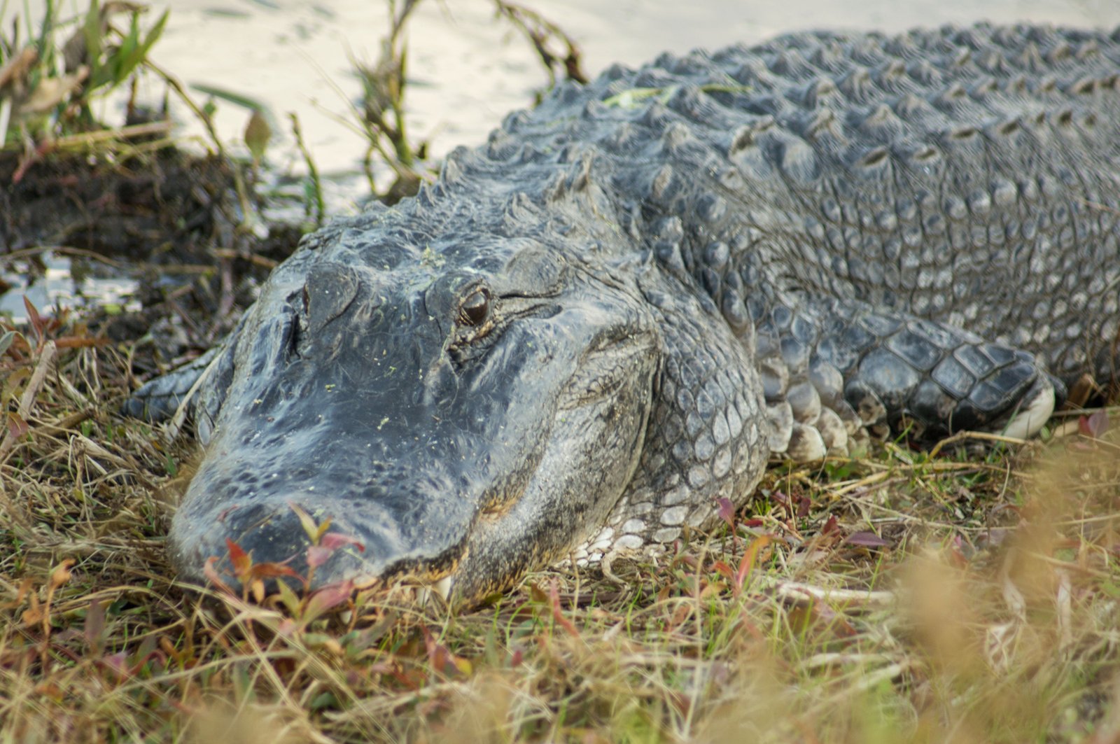 Alligator - Southwest Florida, USA