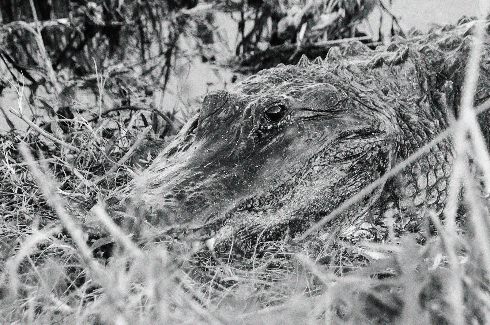 Alligator - Southwest Florida, USA