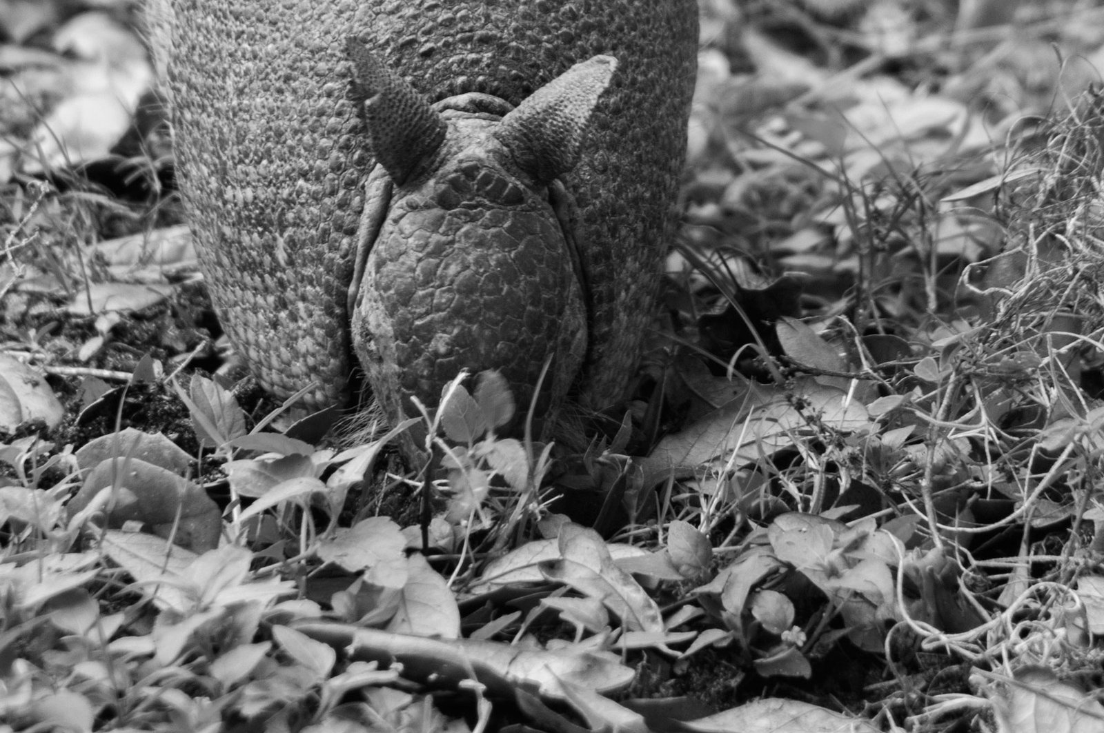 Armadillo - Southwest Florida, USA