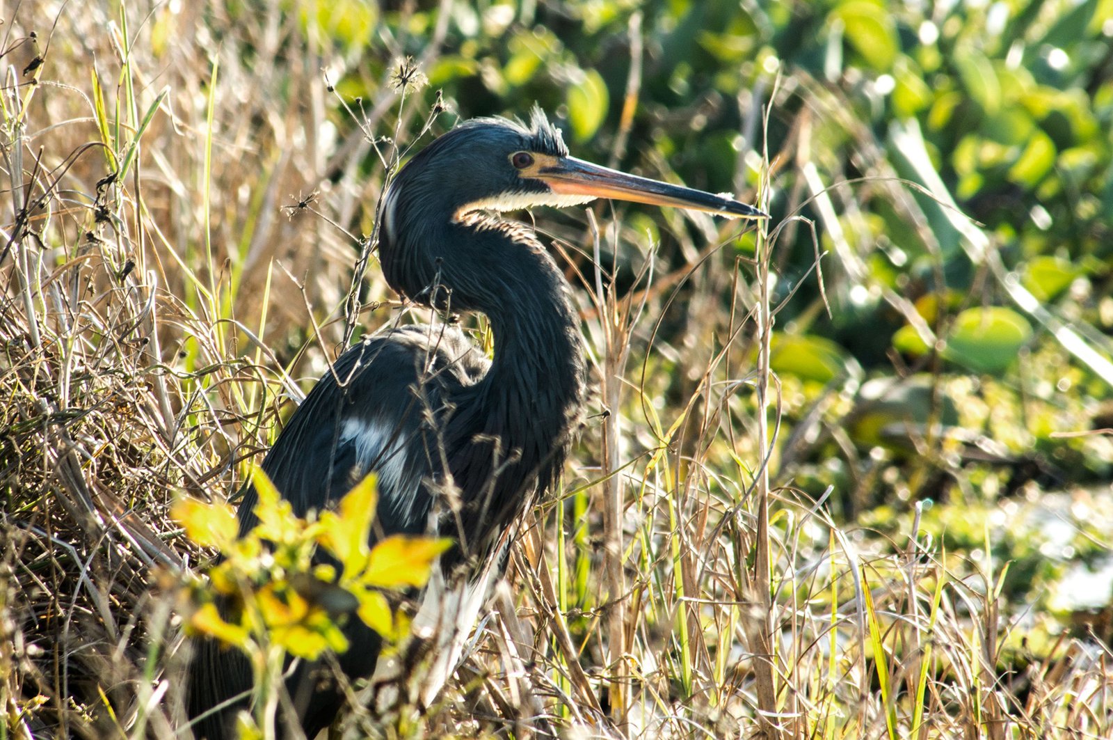 Anhinga - Southwest Florida, USA.