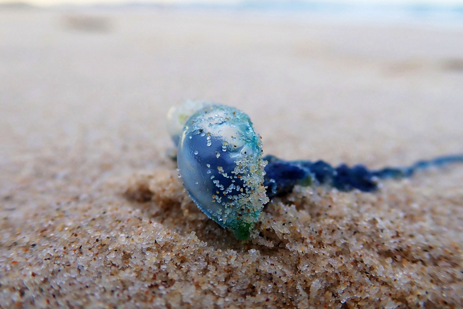 Blue Bottle Jellyfish - New South Wales, Australia