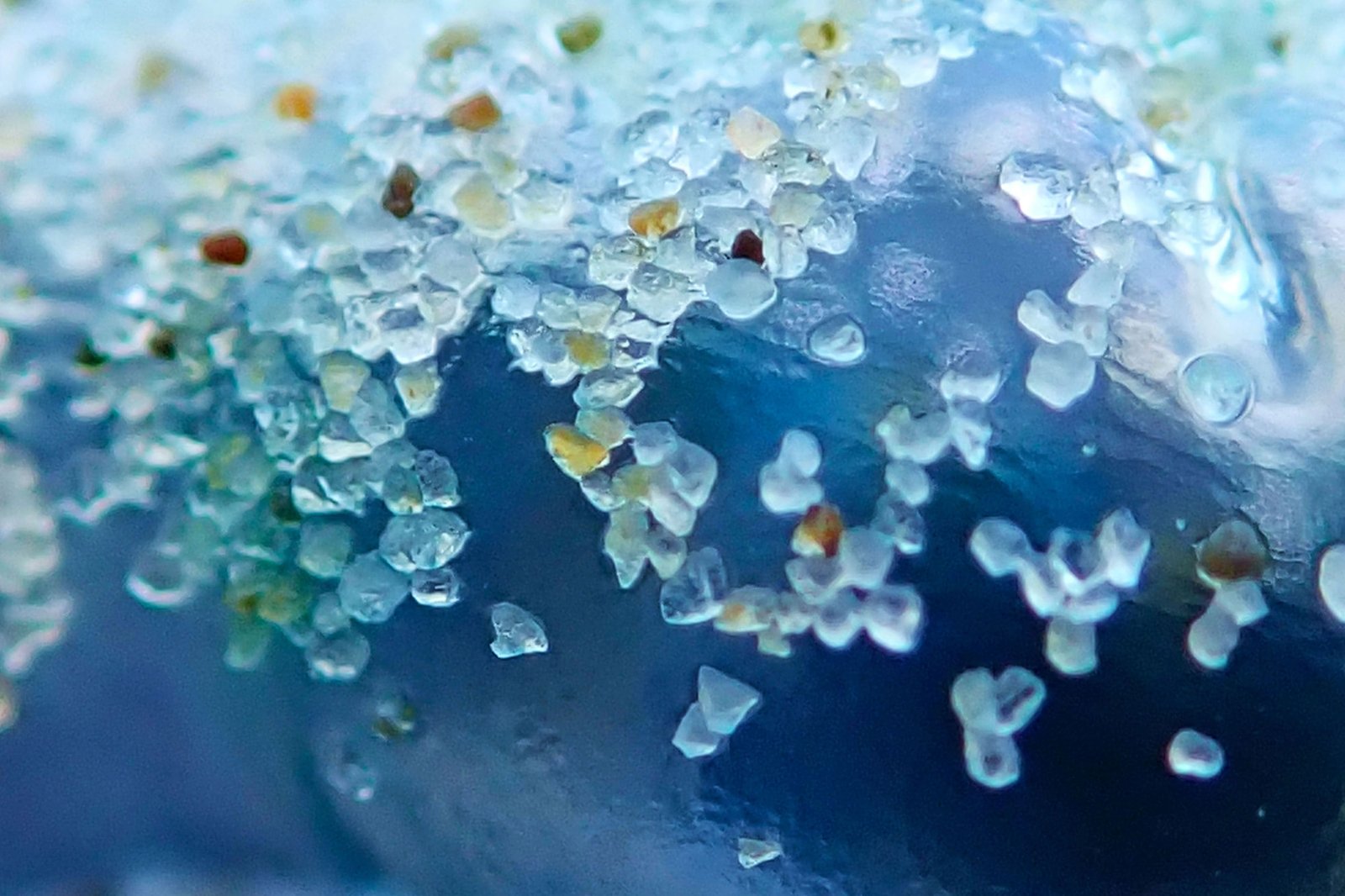 Blue Bottle Jellyfish - New South Wales, Australia