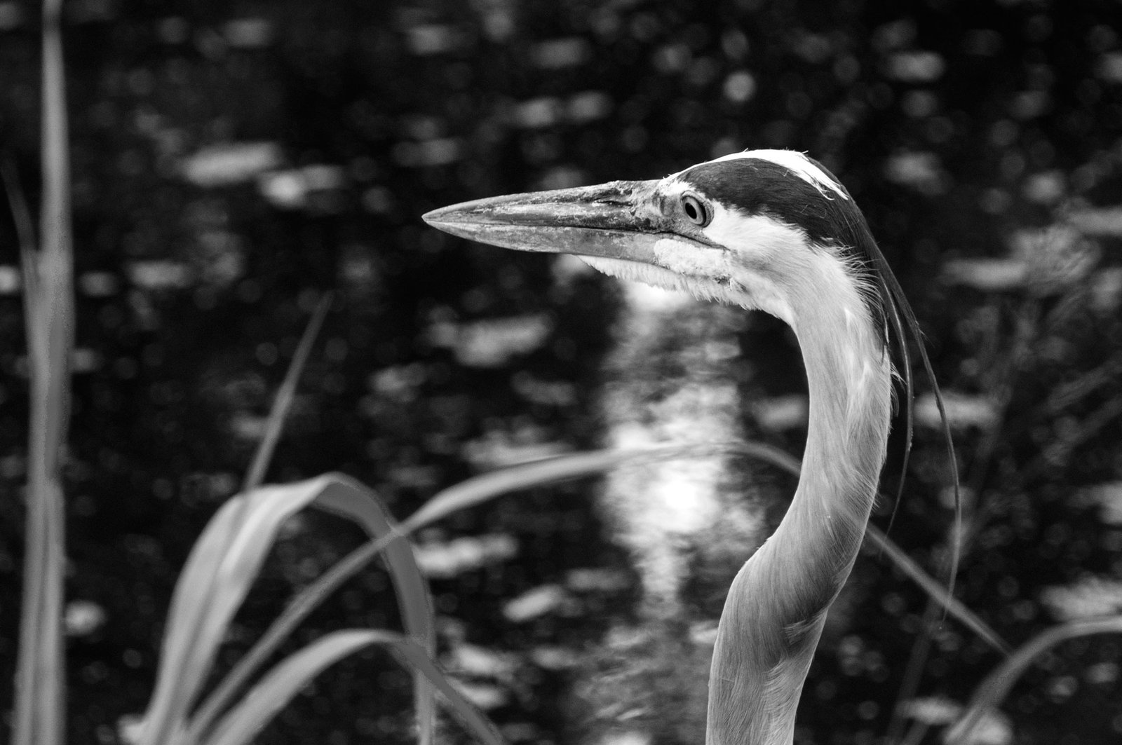 Heron - Southwest Florida, USA