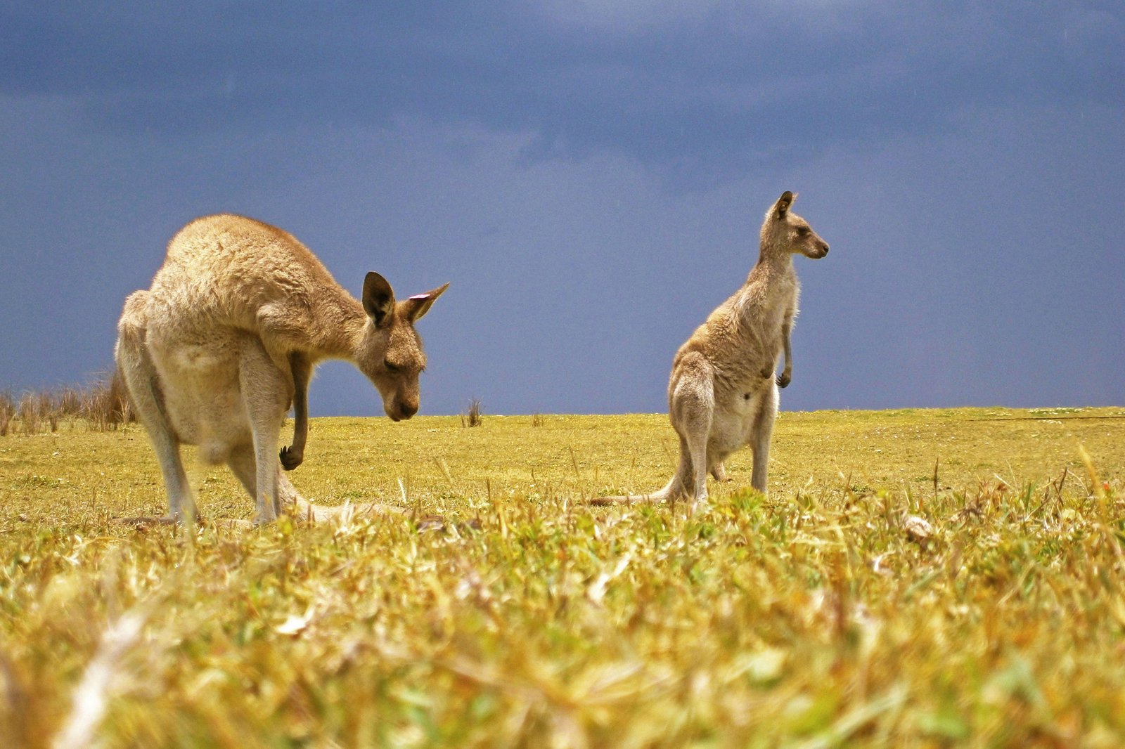 Kangaroos - New South Wales, Australia