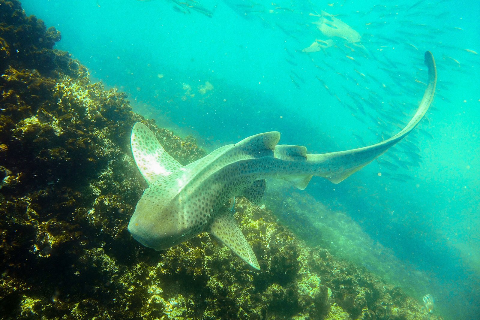 Leopard Shark - New South Wales, Australia