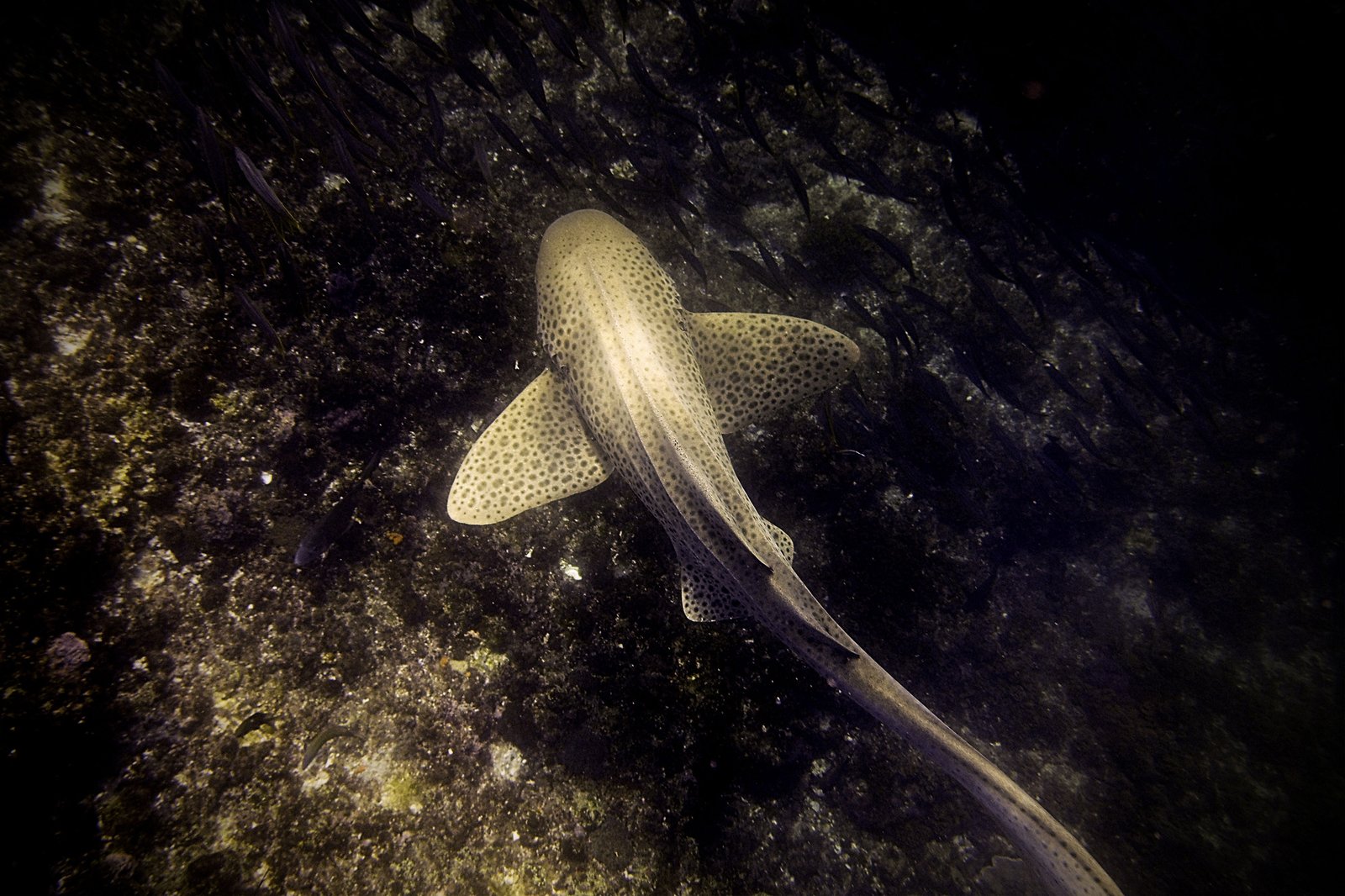 Leopard Shark - New South Wales, Australia
