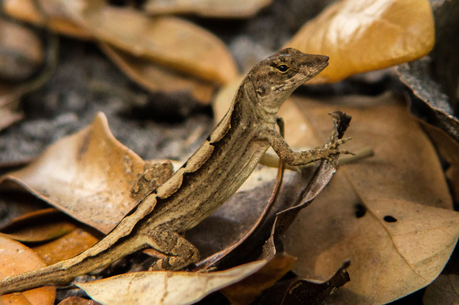 Lizard - Southwest Florida, USA
