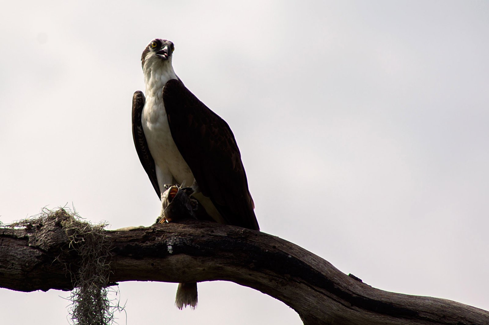 Osprey - Southwest Florida, USA