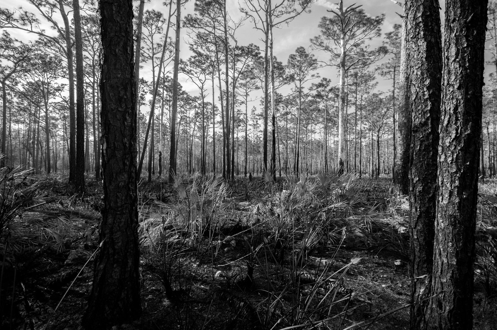 Pine Flats - Southwest Florida, USA