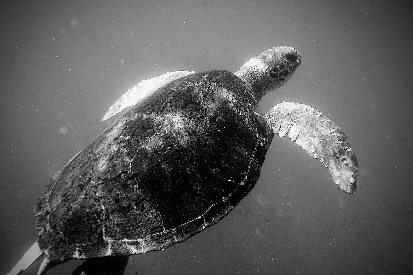 Sea Turtle - New South Wales, Australia
