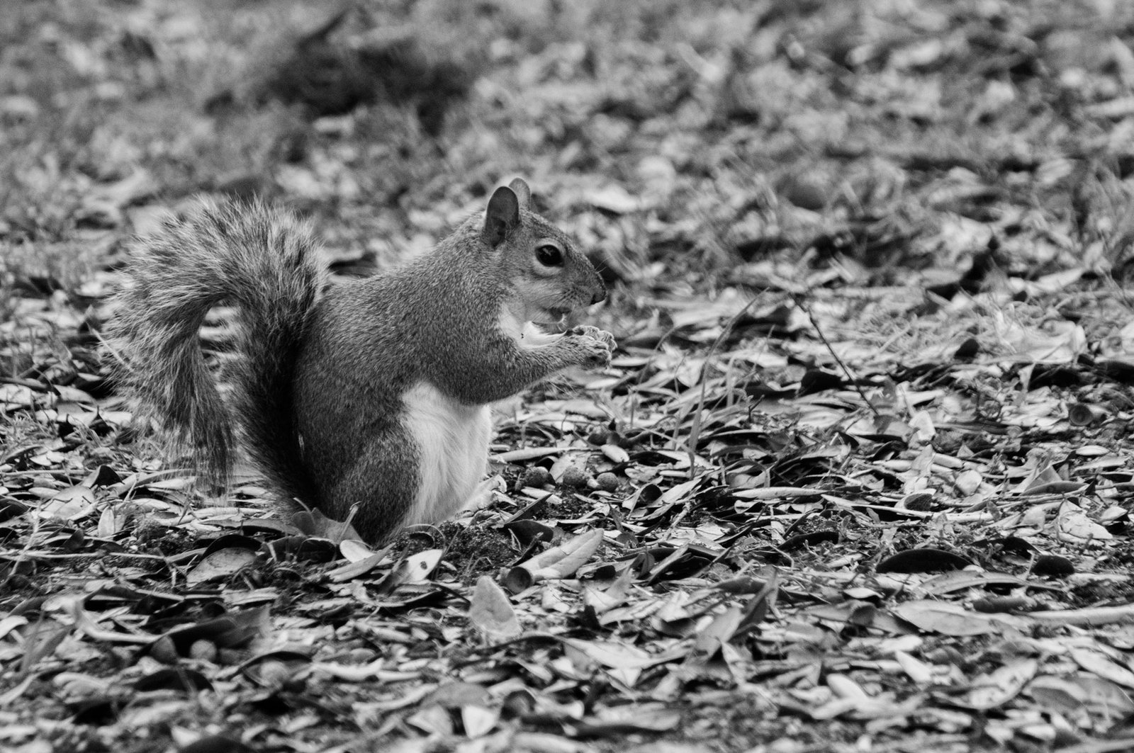 Squirrel - Southwest Florida, USA