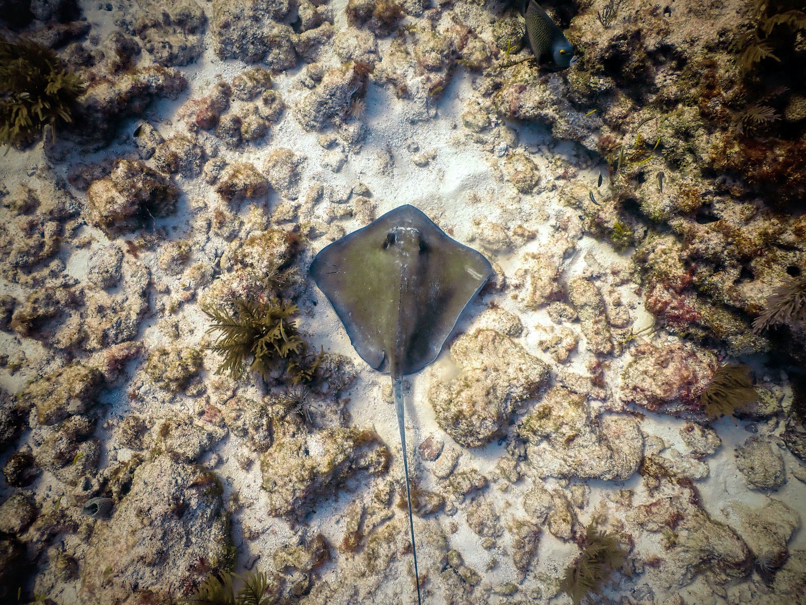 Stingray - Florida Keys, USA