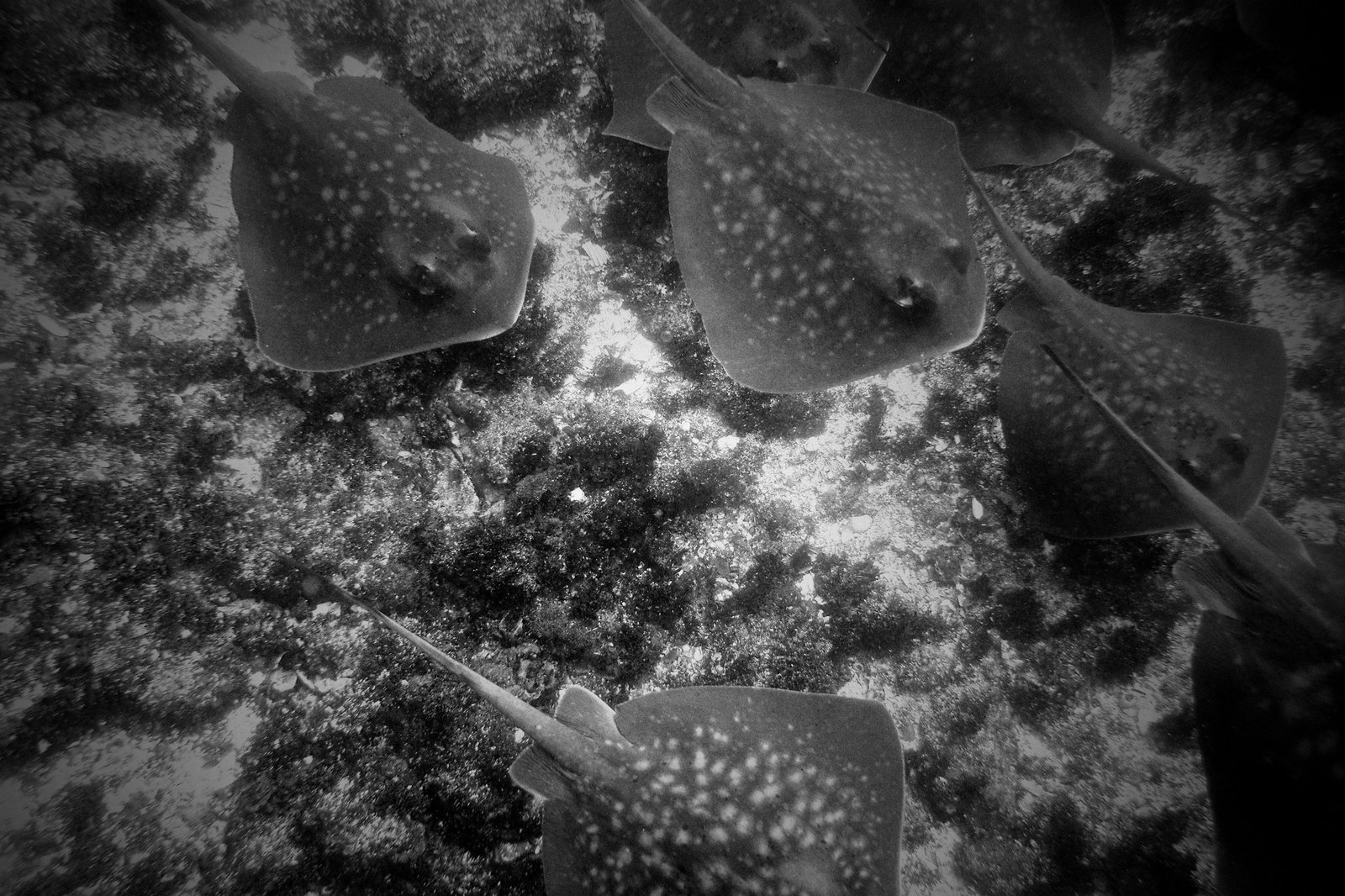 Stingrays - New South Wales, Australia
