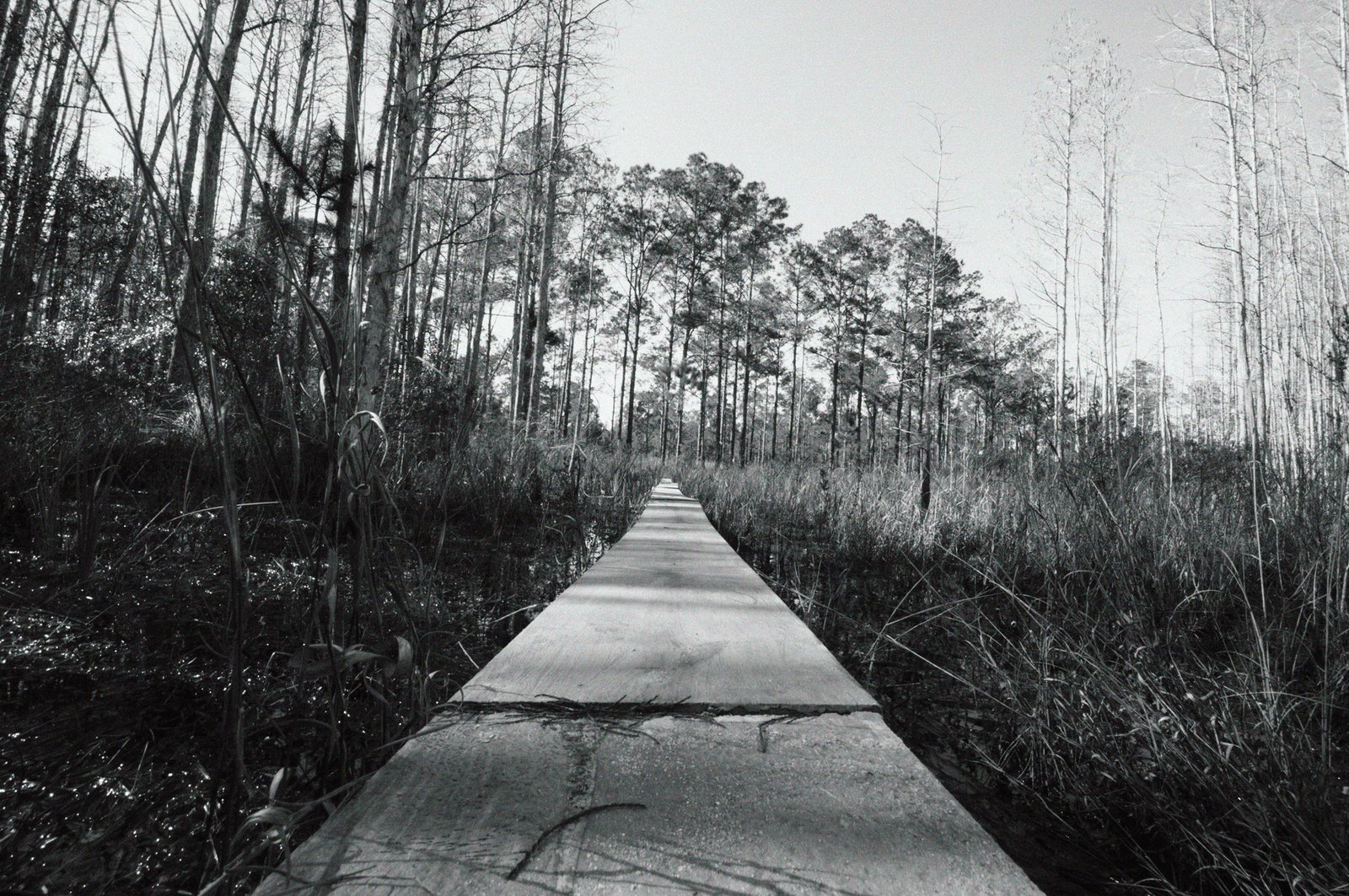 Swampland - Southwest Florida, USA