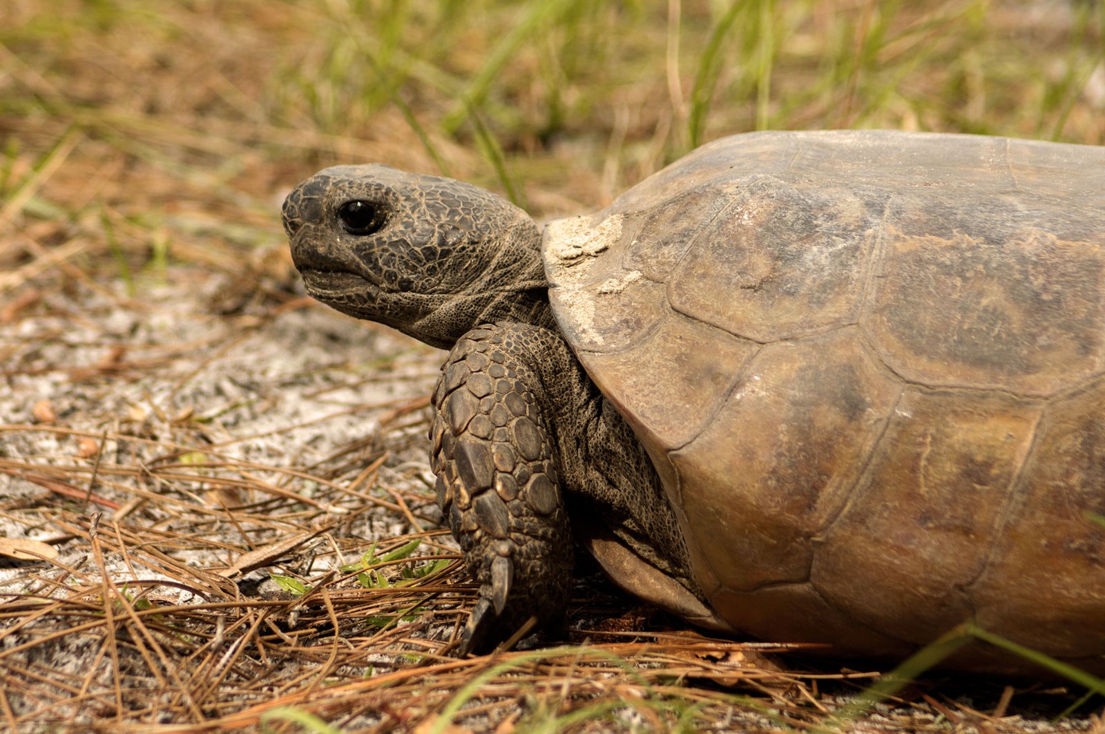 Tortoise - Southwest Florida, USA