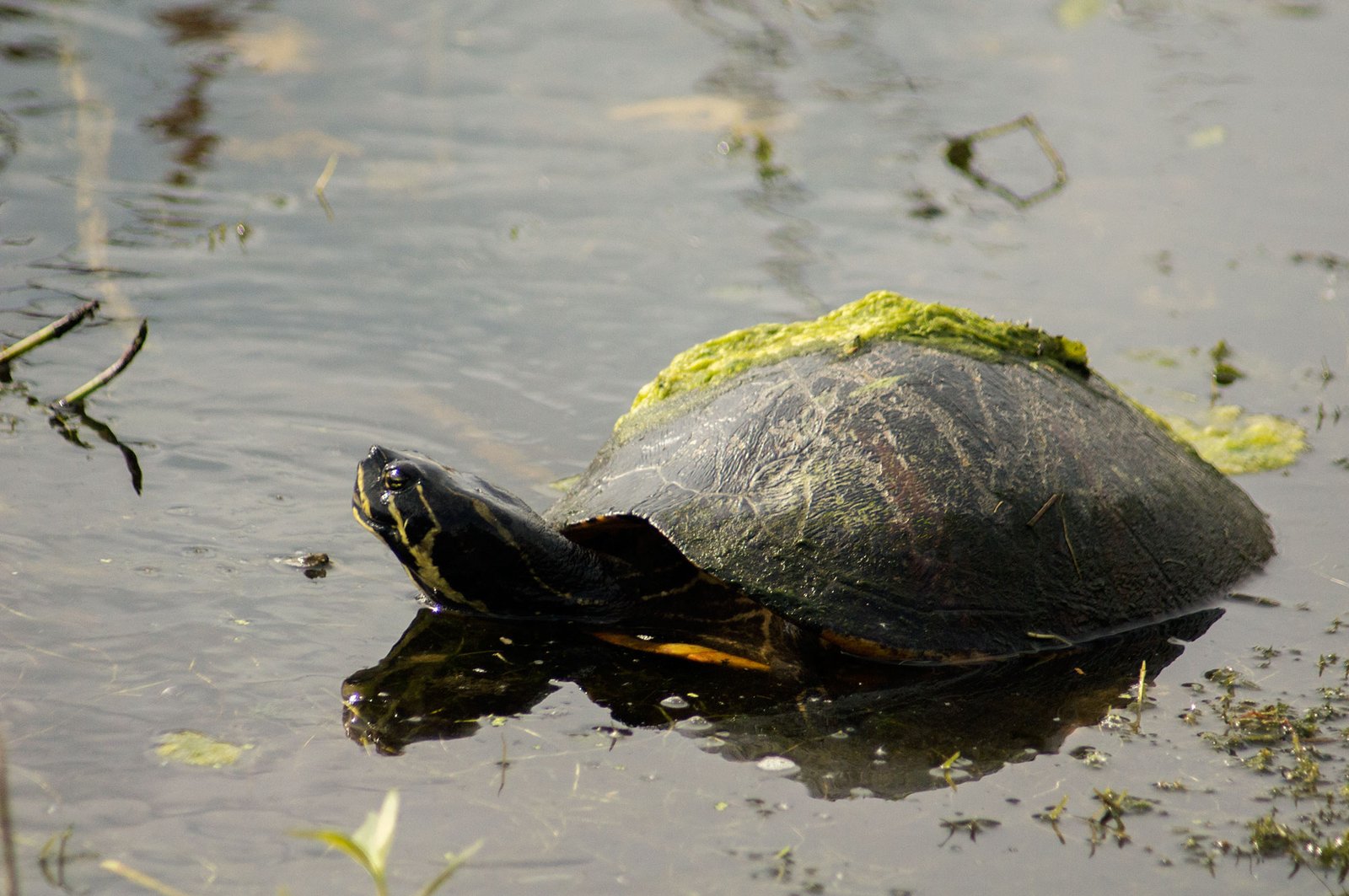 Turtle - Southwest Florida, USA