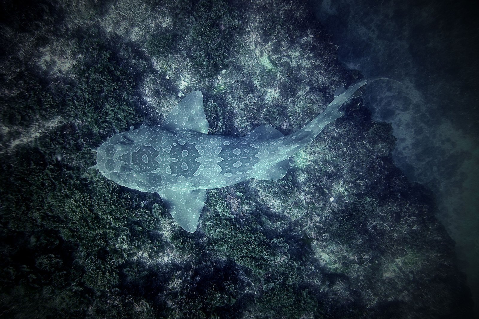 Wobbegong - New South Wales, Australia