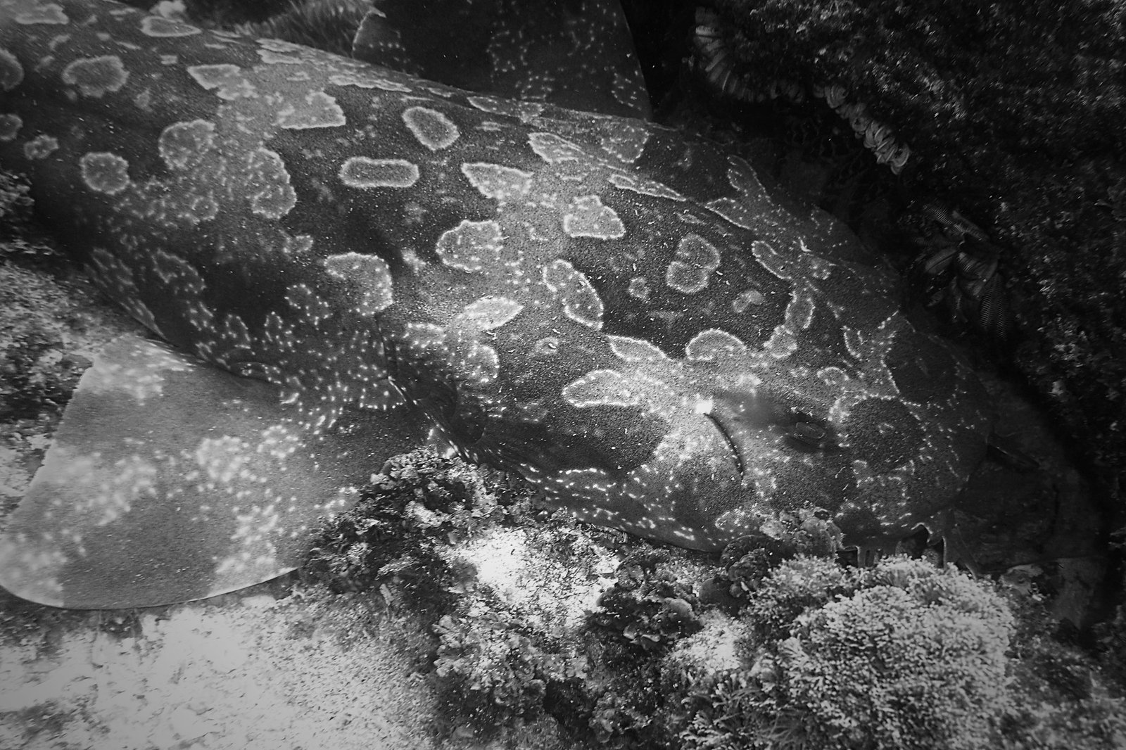 Wobbegong - New South Wales, Australia